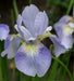 Siberian Iris ,SKY WINGS ('Bareroot) Perennial - Caribbean garden seed