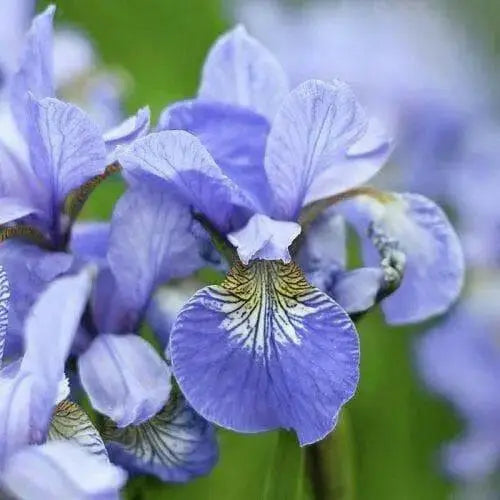 Siberian Iris ,SKY WINGS ('Bareroot) Perennial - Caribbean garden seed