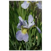 Siberian Iris ,SKY WINGS ('Bareroot) Perennial - Caribbean garden seed