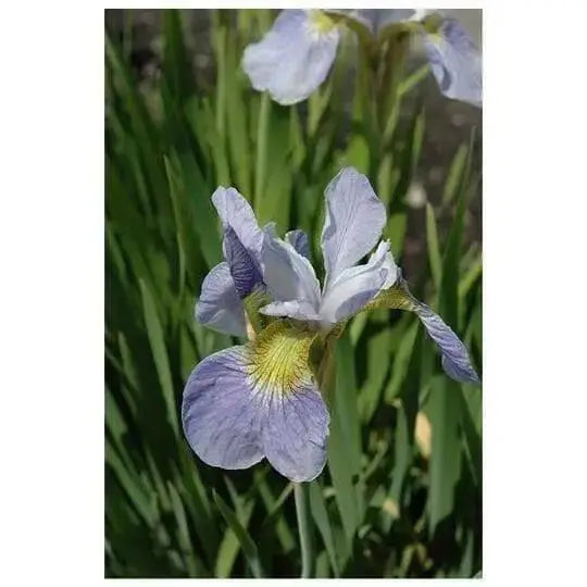 Siberian Iris ,SKY WINGS ('Bareroot) Perennial - Caribbean garden seed