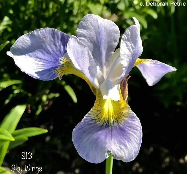 Siberian Iris ,SKY WINGS ('Bareroot) Perennial - Caribbean garden seed