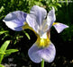 Siberian Iris ,SKY WINGS ('Bareroot) Perennial - Caribbean garden seed