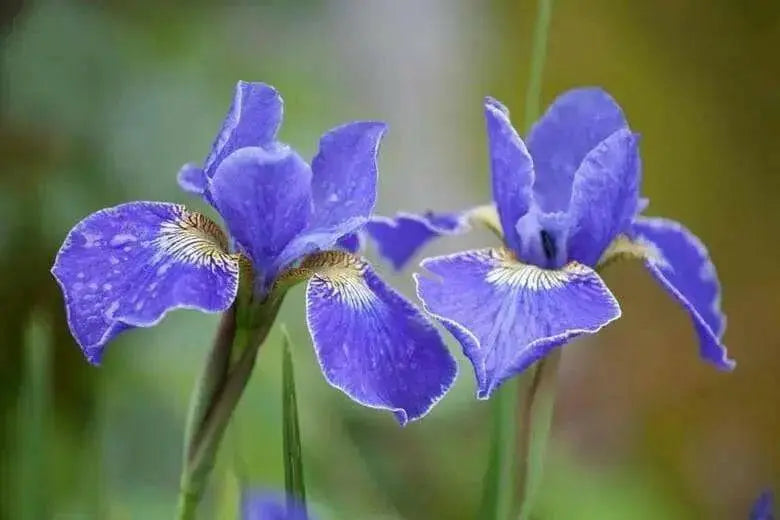 Siberian Iris, Silver Edge ('Bareroot)  Perennial - Caribbean garden seed