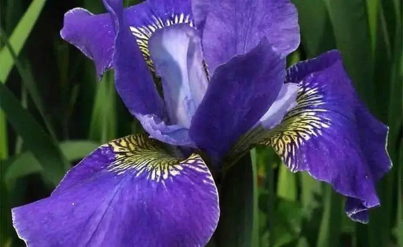 Siberian Iris, Silver Edge ('Bareroot)  Perennial - Caribbean garden seed