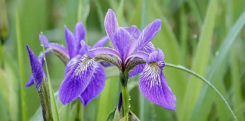 Siberian Iris BLUE FLAG ('Bareroot) Perennial - Caribbean garden seed