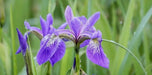 Siberian Iris BLUE FLAG ('Bareroot) Perennial - Caribbean garden seed