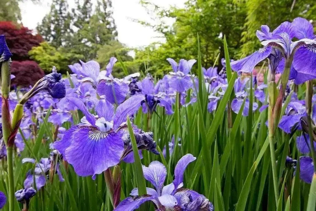 Siberian Iris BLUE FLAG ('Bareroot) Perennial - Caribbean garden seed