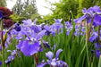 Siberian Iris BLUE FLAG ('Bareroot) Perennial - Caribbean garden seed