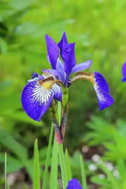 Siberian Iris BLUE FLAG ('Bareroot) Perennial - Caribbean garden seed