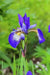 Siberian Iris BLUE FLAG ('Bareroot) Perennial - Caribbean garden seed