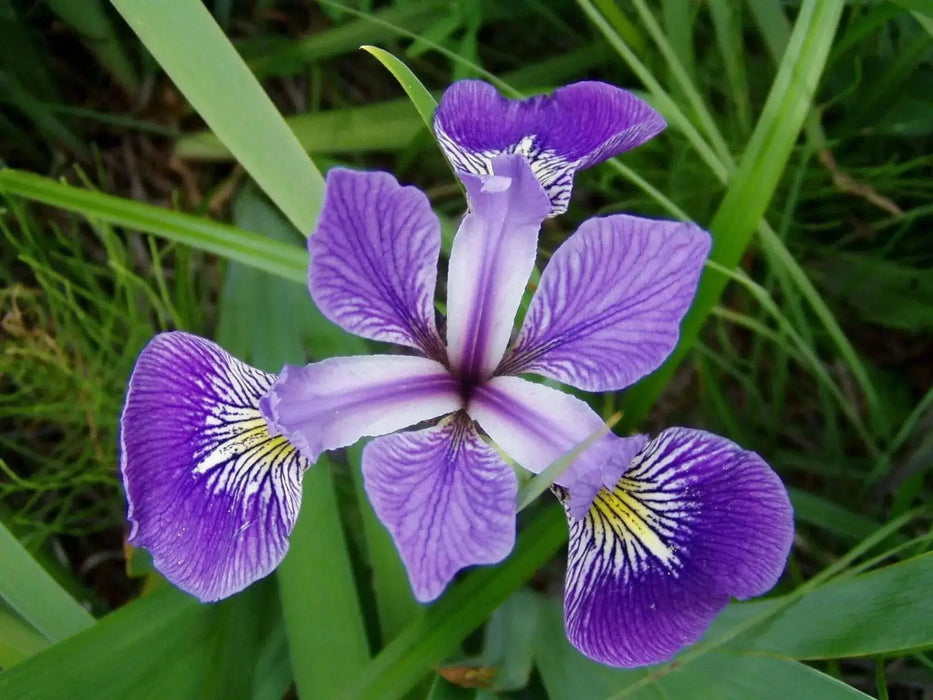 Siberian Iris BLUE FLAG ('Bareroot) Perennial - Caribbean garden seed