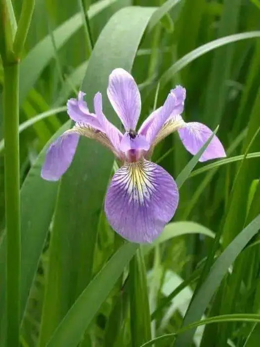 Siberian Iris BLUE FLAG ('Bareroot) Perennial - Caribbean garden seed