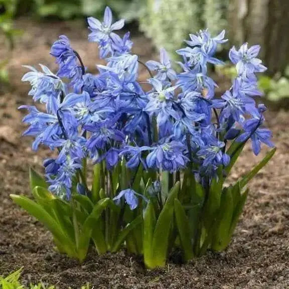 Siberian squill bulbs, spring beauty,Perennial groundcover - Caribbean garden seed
