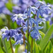 Siberian squill bulbs, spring beauty,Perennial groundcover - Caribbean garden seed