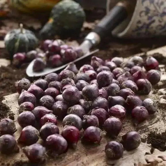 Siberian squill bulbs, spring beauty,Perennial groundcover - Caribbean garden seed