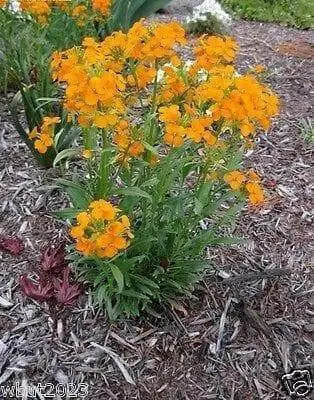 Siberian Wallflower Seeds(Cheiranthus Allionii) Biennial flowers - Caribbean garden seed