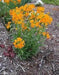 Siberian Wallflower Seeds(Cheiranthus Allionii) Biennial flowers - Caribbean garden seed