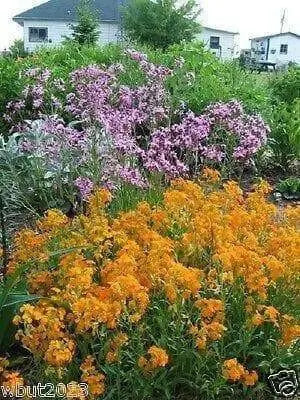 Siberian Wallflower Seeds(Cheiranthus Allionii) Biennial flowers - Caribbean garden seed