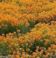 Siberian Wallflower Seeds(Cheiranthus Allionii) Biennial flowers - Caribbean garden seed