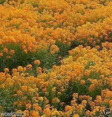 Siberian Wallflower Seeds(Cheiranthus Allionii) Biennial flowers - Caribbean garden seed