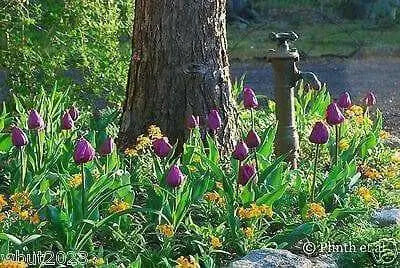 Siberian Wallflower Seeds(Cheiranthus Allionii) Biennial flowers - Caribbean garden seed