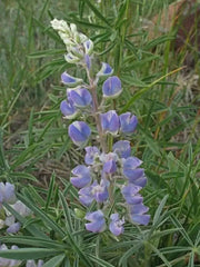 Silver Lupine Seeds -perennial Wildflower - Caribbean garden seed