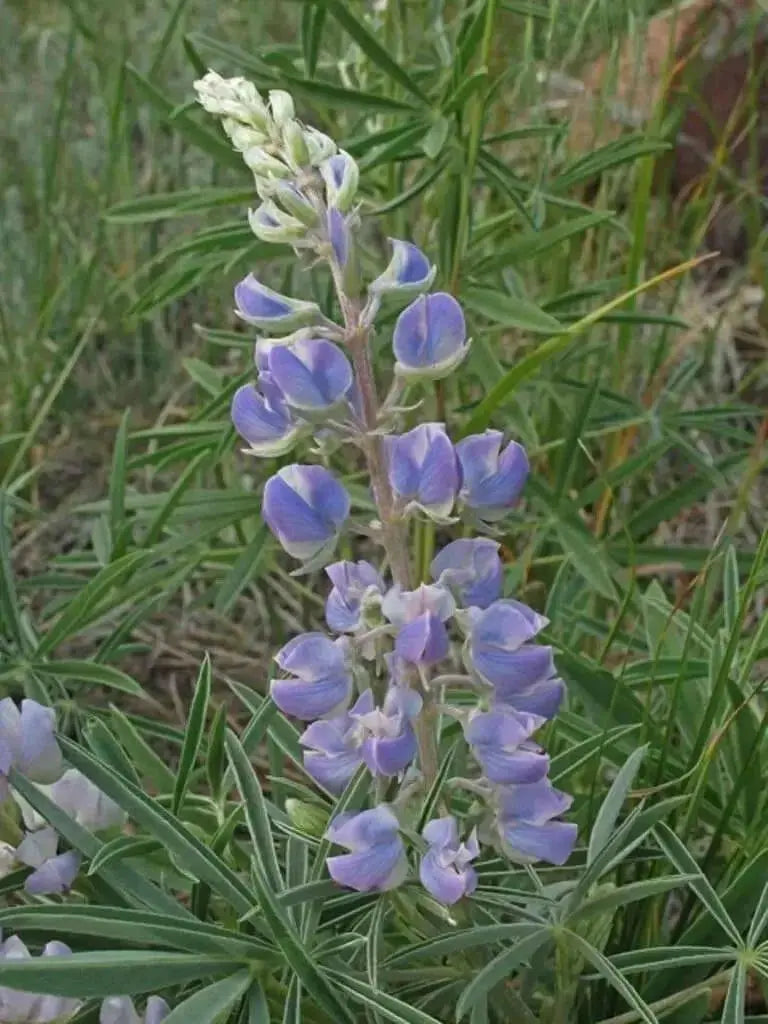 Silver Lupine Seeds -perennial Wildflower - Caribbean garden seed