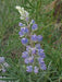 Silver Lupine Seeds -perennial Wildflower - Caribbean garden seed