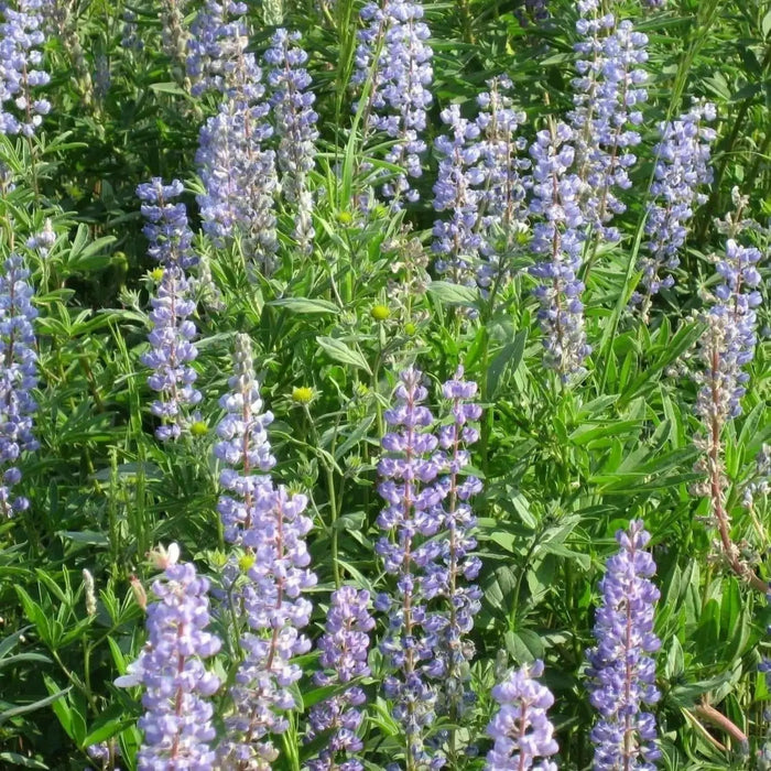 Silver Lupine Seeds -perennial Wildflower - Caribbean garden seed
