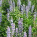 Silver Lupine Seeds -perennial Wildflower - Caribbean garden seed