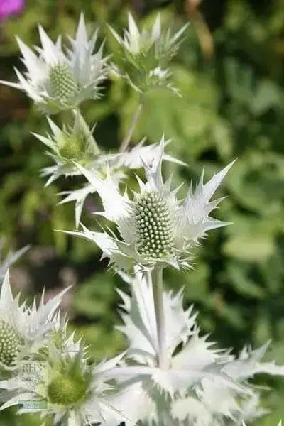 Silver Ghost Sea Holly ,Flower Seeds - Perennial - Caribbean garden seed