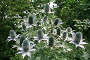 Silver Ghost Sea Holly ,Flower Seeds - Perennial - Caribbean garden seed