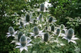 Silver Ghost Sea Holly ,Flower Seeds - Perennial - Caribbean garden seed