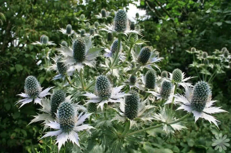 Silver Ghost Sea Holly ,Flower Seeds - Perennial - Caribbean garden seed