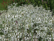 Silver Ghost Sea Holly ,Flower Seeds - Perennial - Caribbean garden seed