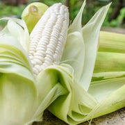 SILVER KING Sweet Corn (F1) Corn Seed S - Caribbean garden seed
