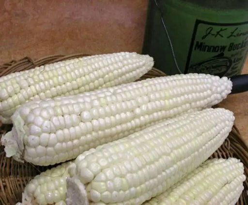 SILVER KING Sweet Corn (F1) Corn Seed S - Caribbean garden seed