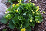 Smooth Yellow Violet,  groundcover, Perennial flowers - Caribbean garden seed