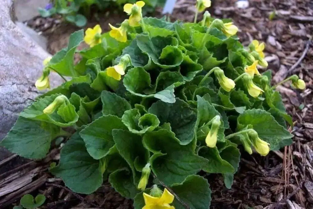 Smooth Yellow Violet,  groundcover, Perennial flowers - Caribbean garden seed