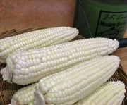 SILVER QUEEN Sweet Corn Seeds, VEGETABLE - Caribbean garden seed