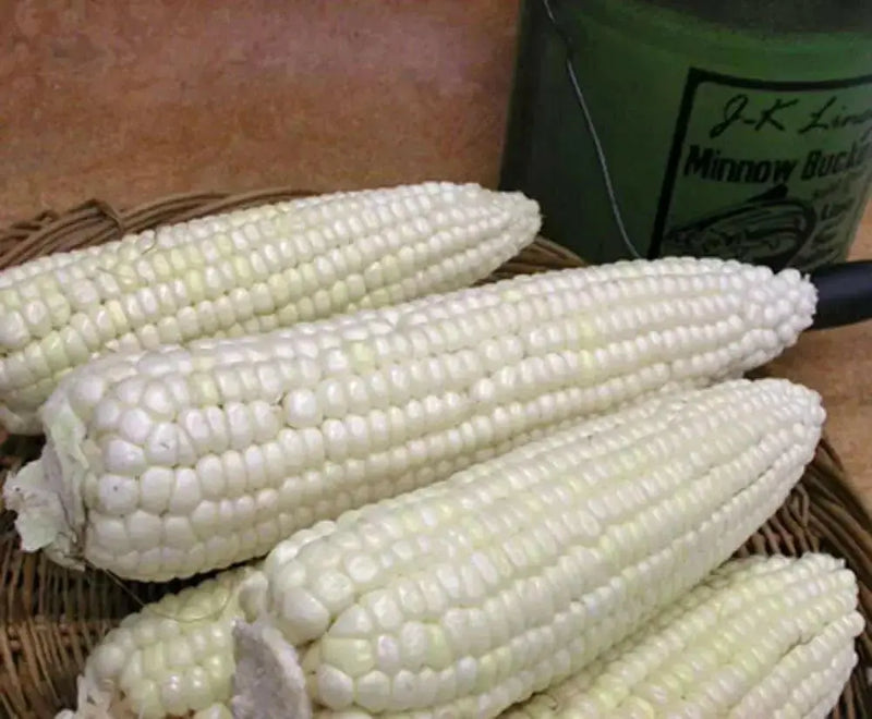 SILVER QUEEN Sweet Corn Seeds, VEGETABLE - Caribbean garden seed