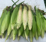 SILVER QUEEN Sweet Corn Seeds, VEGETABLE - Caribbean garden seed
