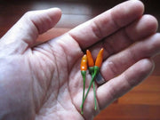 Siling Labuyo hot Pepper seeds,Capsicum frutescens,  ASIAN VEGETABLE - Caribbean garden seed
