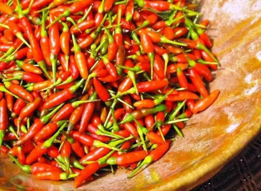 Siling Labuyo hot Pepper seeds,Capsicum frutescens,  ASIAN VEGETABLE - Caribbean garden seed