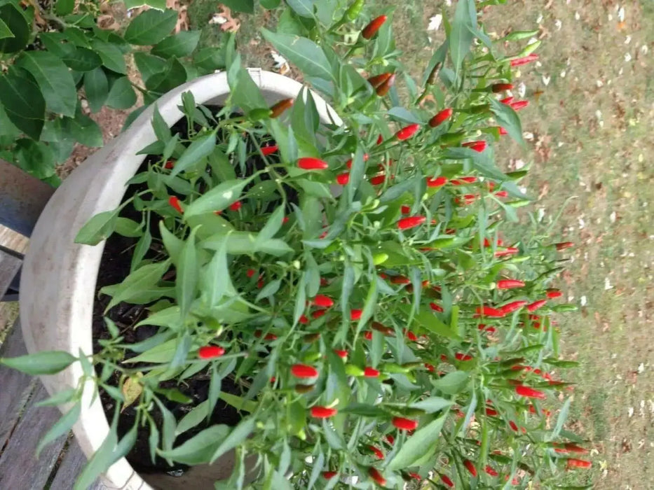 Siling Labuyo hot Pepper seeds,Capsicum frutescens,  ASIAN VEGETABLE - Caribbean garden seed