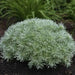 Silver Brocade Artemesia, LIVE STARTER PLANT, foliage - Caribbean garden seed