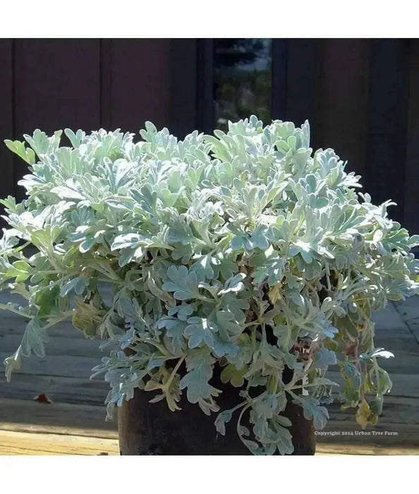 Silver Brocade Artemesia, LIVE STARTER PLANT, foliage - Caribbean garden seed