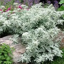 Silver Brocade Artemesia, LIVE STARTER PLANT, foliage - Caribbean garden seed