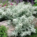Silver Brocade Artemesia, LIVE STARTER PLANT, foliage - Caribbean garden seed
