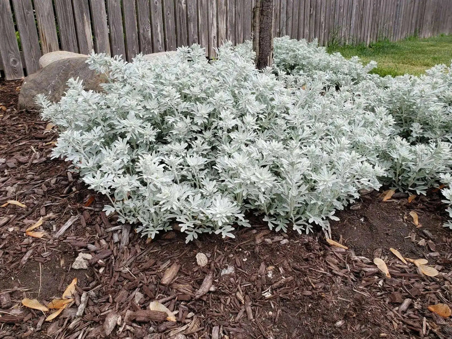 Silver Brocade Artemesia, LIVE STARTER PLANT, foliage - Caribbean garden seed
